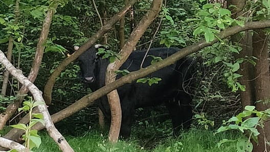 Krowa ukrywa się w lesie pod Krakowem