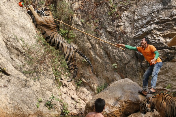 Spotlight: Thailand's Tiger Temple