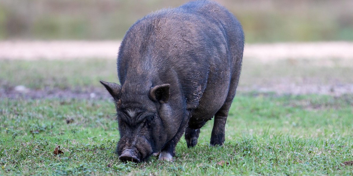 Świnka wietnamska w lesie pod Gdańskiem. Może nie przetrwać zimy