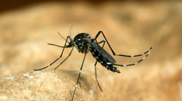 Groźny wirus przenoszony przez komary. Jak objawia się czikungunia?