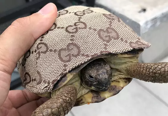 Żółw w barwach Gucci podbija Instagrama. Wszystkie hejty odbija stylową skorupą