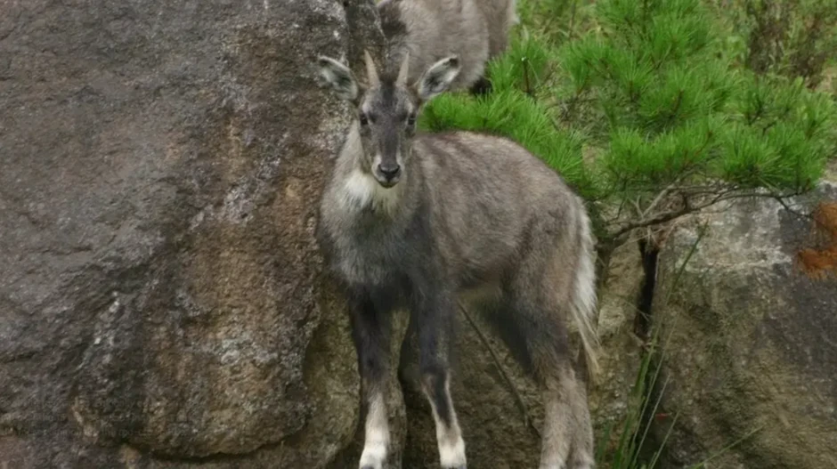 Planinske koze žove u Demilitarizovanoj zoni | Foto: Google Arts & Culture/National Institute of Ecology