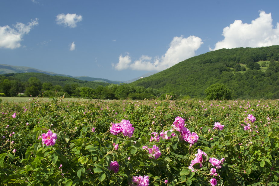 Dolina Róż w Bułgarii