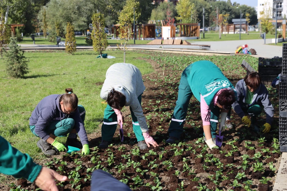 Ozeljenjavanje parka između Novog naselja i Detelinare