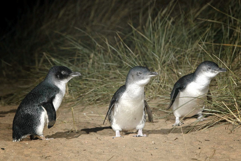 Pingwinki Małe, fot. www.penguins.org.au