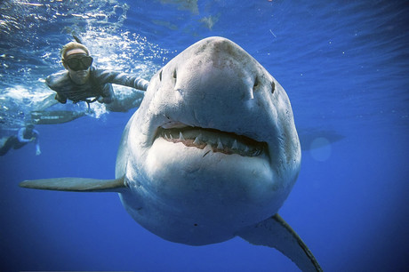 Azta! Sikerült lefotózni az eddigi legnagyobb fehér cápát - Noizz