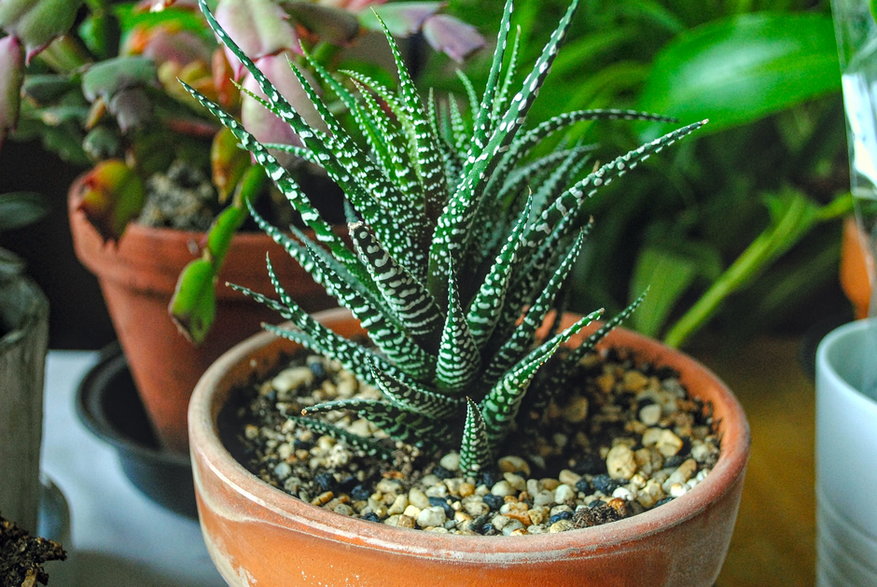 Haworsja (Haworthia)