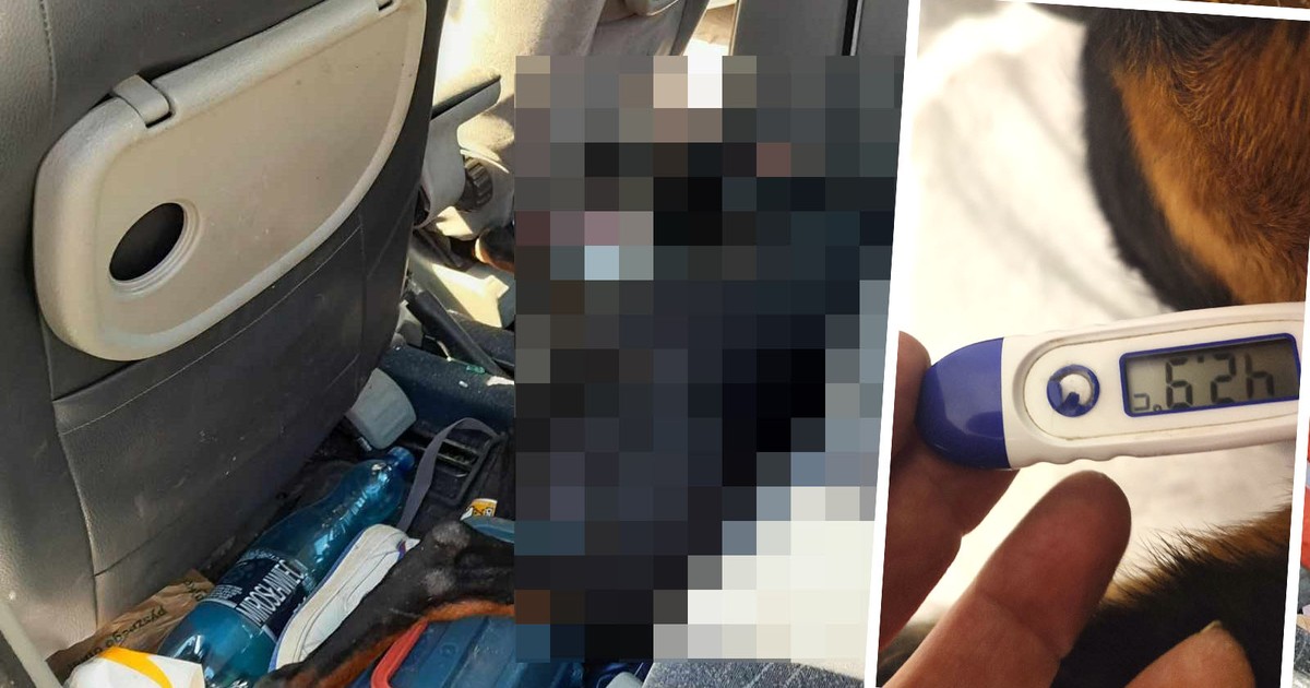 Pies ugotował się w nagrzanym aucie. Miał 60 st. C. Kuriozalne tłumaczenie 26-latka
