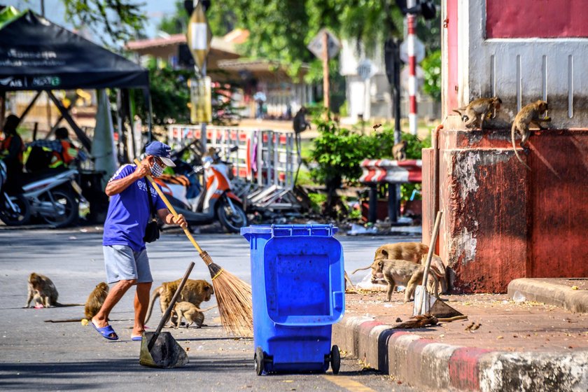 Małpy sieją postrach w tajskim Lopburi