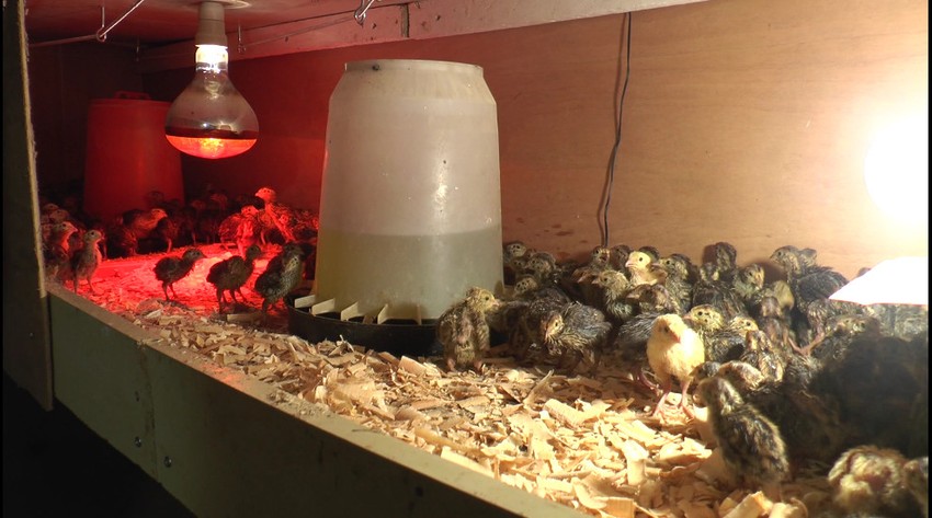 Prepeličja jaja su na ceni