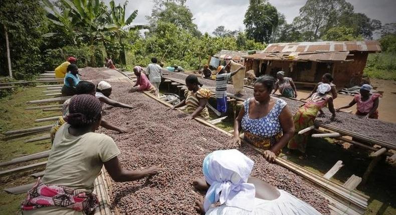 Women from a local cocoa farmers association called BLAYEYA work with cocoa beans in Djangobo, Niable in eastern Ivory Coast, November 17, 2014.   REUTERS/Thierry Gouegnon