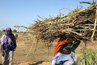 Afryka, Sudan