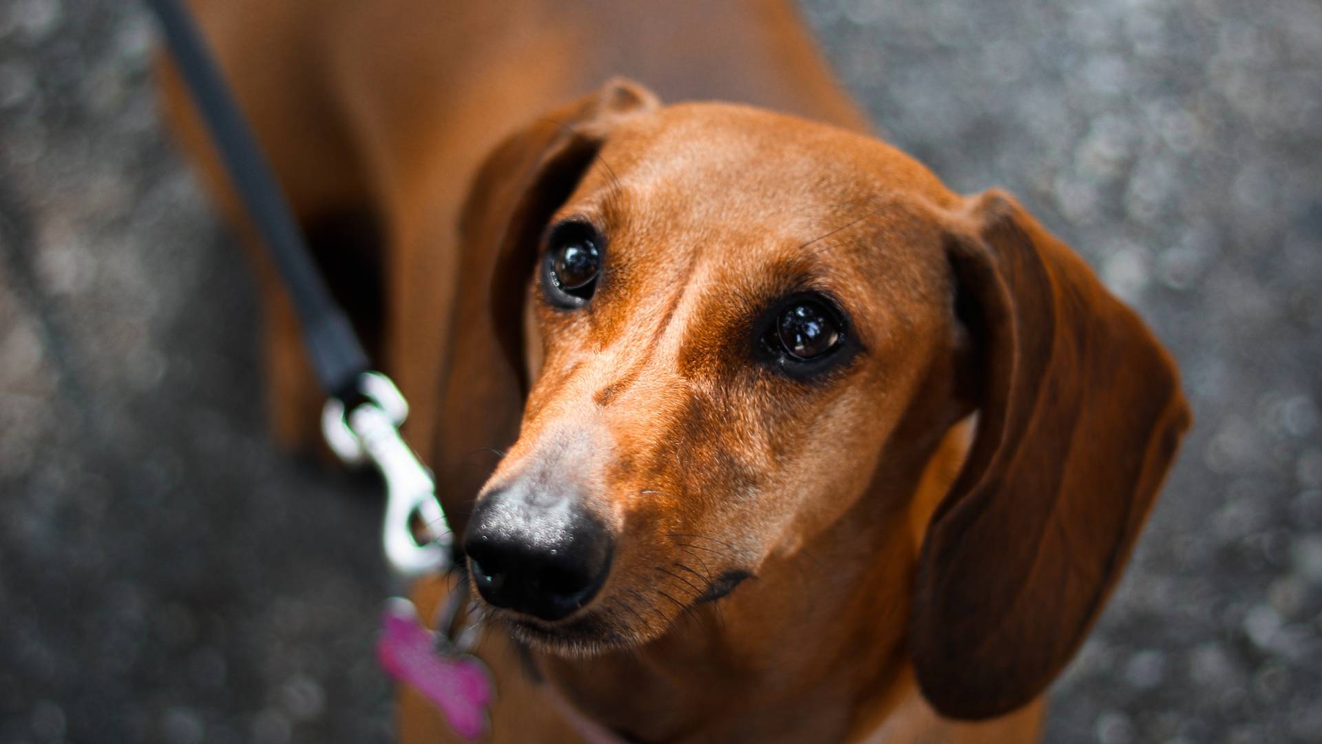 Dackel verstaucht Schwanz vor Freude über CoronaQuarantäne seines