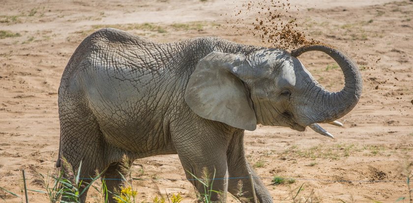 Zmiany w ZOO. Będą nowe zwierzęta i rozbudowa