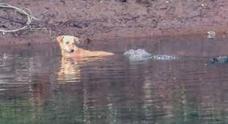 Serial frames of a dog being given a safe passage by three crocodiles,  in  a  sentient  behaviour  suggestive  of  cross-species empathy.Utkarsha Chavan