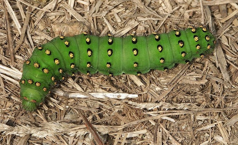 Ale Folwark - sympatyczna gra farmerska. W rzeczywistości tak słodko nie było...