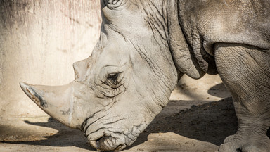 In vitro może ocalić wymierający gatunek nosorożca północnego. Zostały tylko dwa osobniki