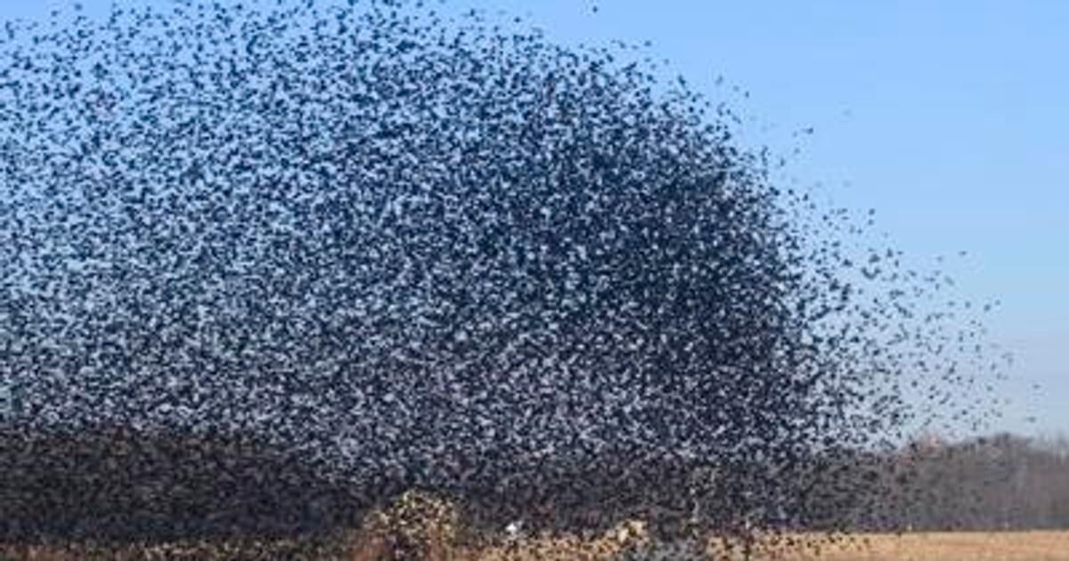 Why are there so many strange birds in Edo State, Nigeria? - Vimarsana News