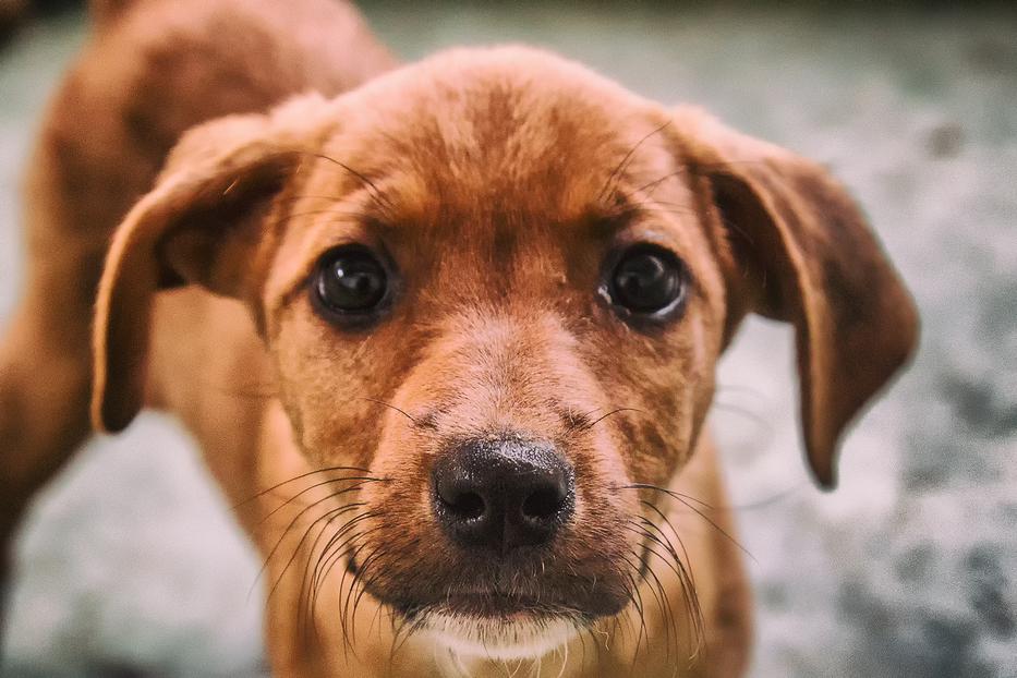 fotó: iStock