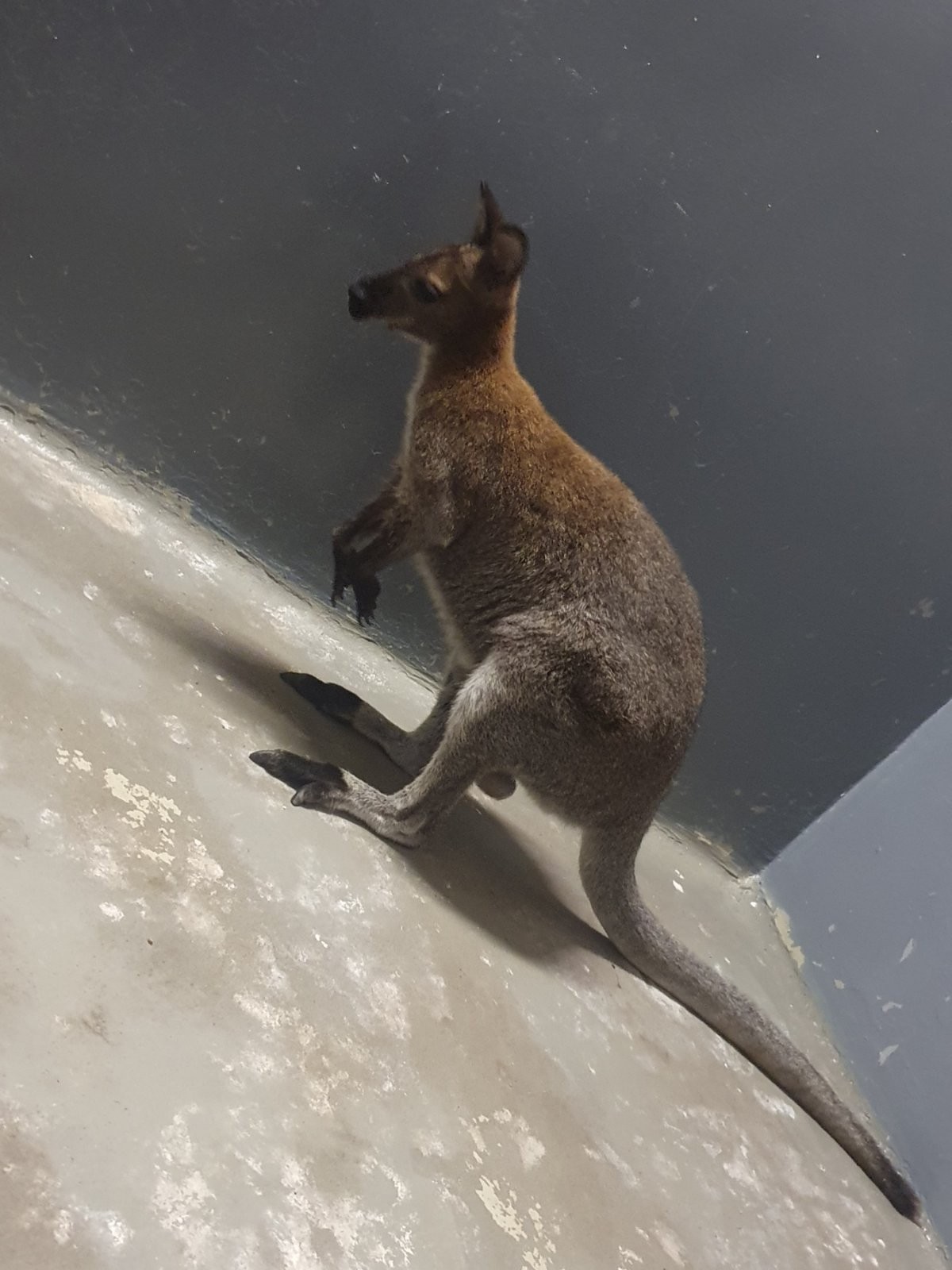 Zviera umiestnili do zoo.