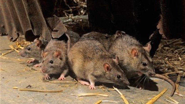 Don’t panic over Lassa Fever, centre urges Nigerians