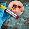 Institut "Batut počeo pojačan nadzor nad virusom Zapadnog Nila