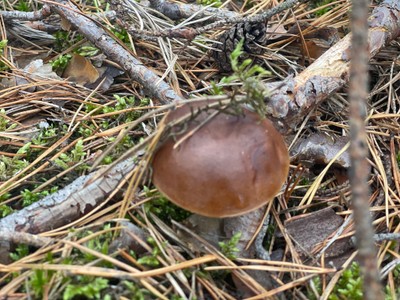 Wysyp grzybów na majówkę 2025? Gdzie są grzyby? Czy są już grzyby?