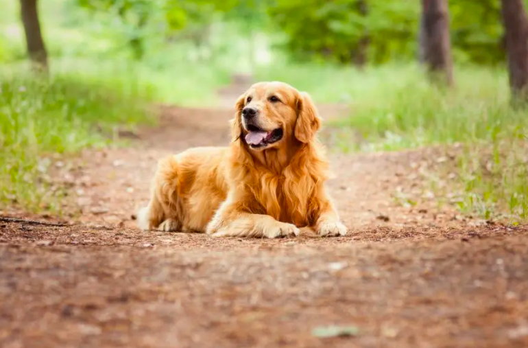 Golden retriever