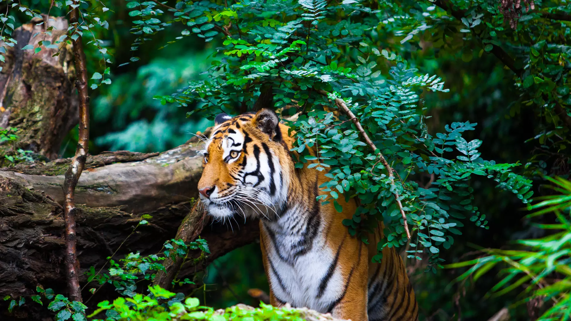 Tam, gdzie tygrysy mają swój prawdziwy dom - odwiedź Indie i skorzystaj na zimowej promocji
