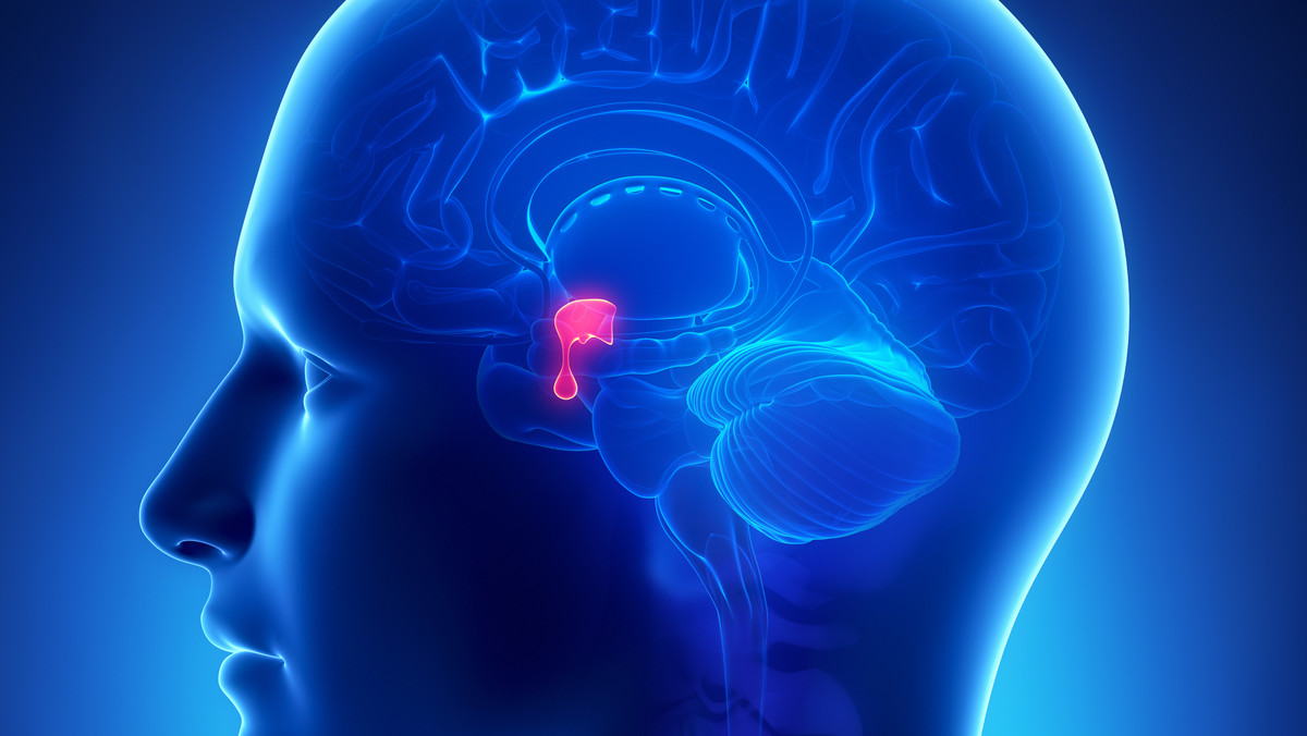 Przysadka mózgowa - funkcje i choroby, hormony przysadki mózgowej