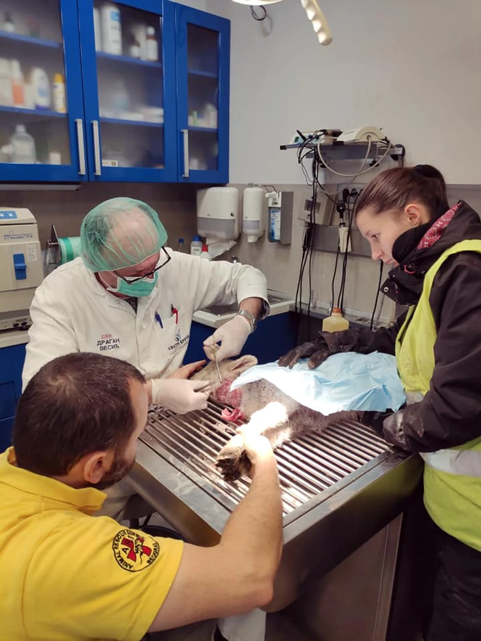 Jaga u veterinarskoj ambulanti sa spasiocima