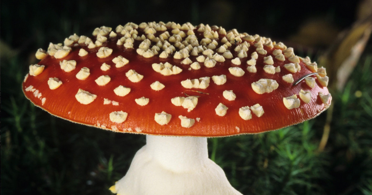 Fly agaric