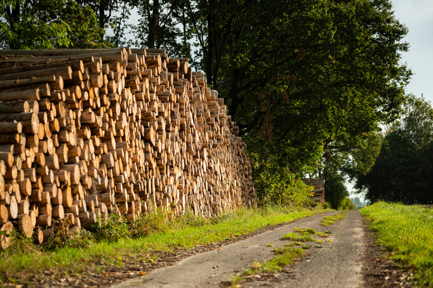 Lasy Państwowe zmieniają wektor - ubiegają się o certyfikację FSC dla drewna