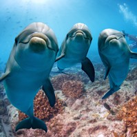 Delfinek mentették meg egy férfi életét a cápatától