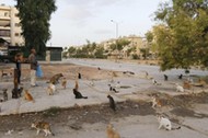 Cats that Alaa, an ambulance driver, feeds everyday in Masaken Hanano rest along a street in Aleppo