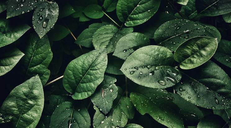Fontos dolog derült ki a növényekről/Fotó: Pexels