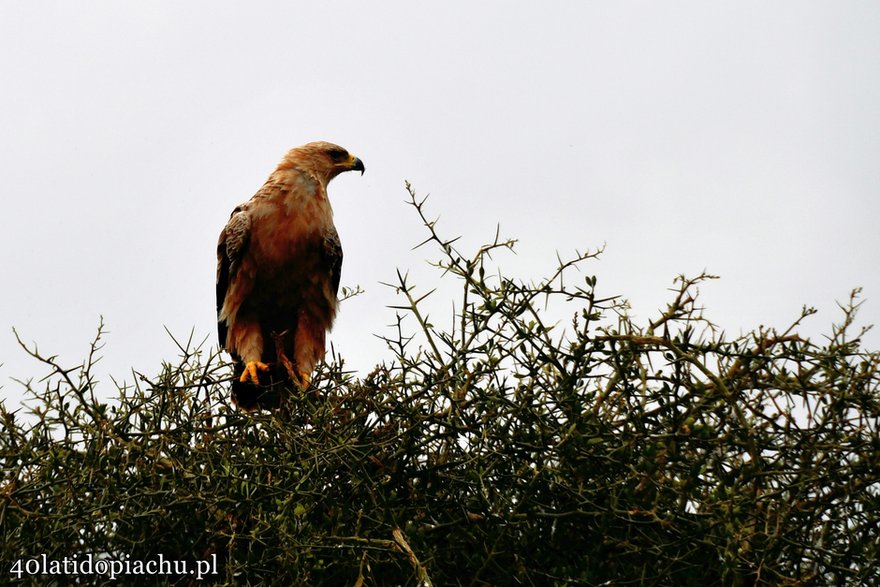 Park Narodowy Serengeti, Tanzania 2021