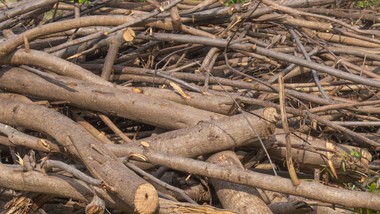 co zrobić z gałęziami po przycinaniu drzew? jak wykorzystać gałęzie w ogrodzie? gdzie wyrzucić gałęzie z działki? nowe przepisy 2026