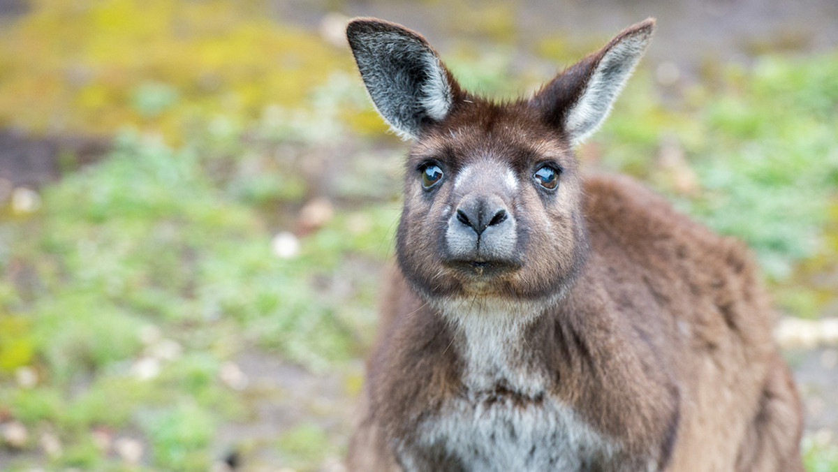 Dwa dni temu z zagrody spod Torunia uciekły dwa kangury. Jeden z nich został schwytany minionej nocy we wschodniej części miasta. To pierwszy taki przypadek, by zwierzę tego gatunku zaobserwowano na ulicach grodu Kopernika.