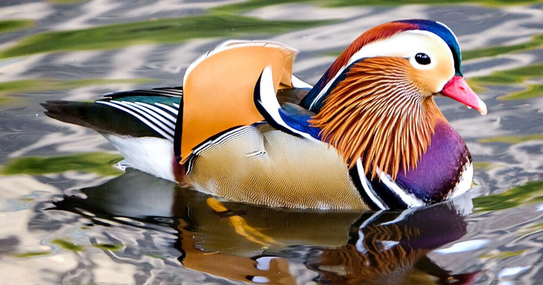 The Mandarin Duck [Nationalaudobonsociety]