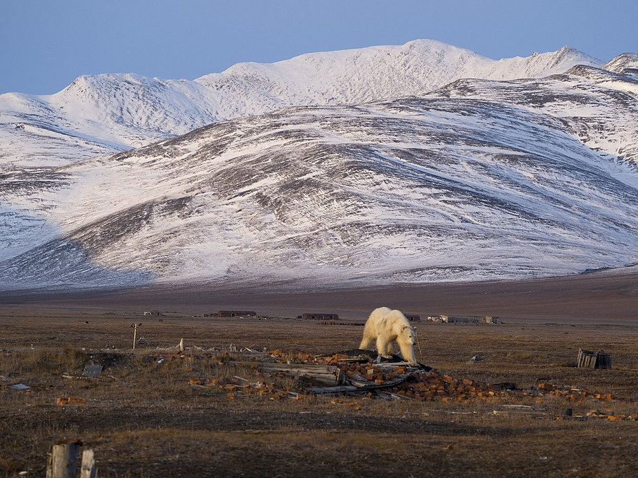 Niedźwiedź polarny na Wyspie Wrangla (fot. Анастасия Игоревна Петухова, lic. CC BY-SA 4.0)