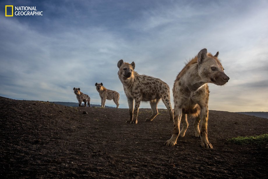 Hyenas in the Lemek Reserve in the Masai Mara National Reserve in Kenya.