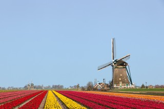 Holandia: Geert Wilders zrezygnował z organizowania konkursu karykatur Mahometa