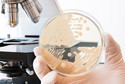 2. Zawarty w mydle triklosan sprzyja rozwojowi bakterii opornych na antybiotyki
