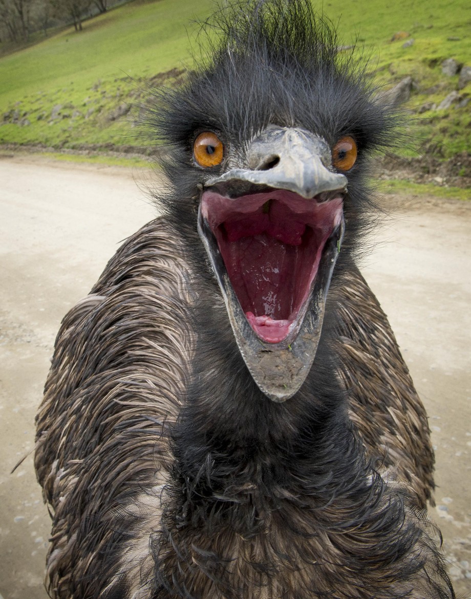 Wojna Emu - Newsweek.pl - Historia - Newsweek.pl