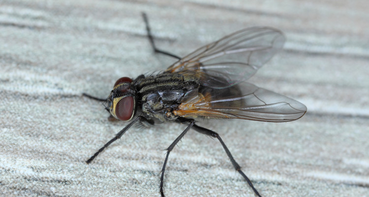 Najlepszy sposób na muchy – jak pozbyć się uciążliwych owadów?