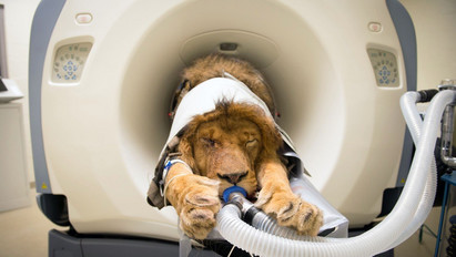 Elképesztő: ilyen, amikor egy oroszlánon végeztek CT-vizsgálatot – fotók