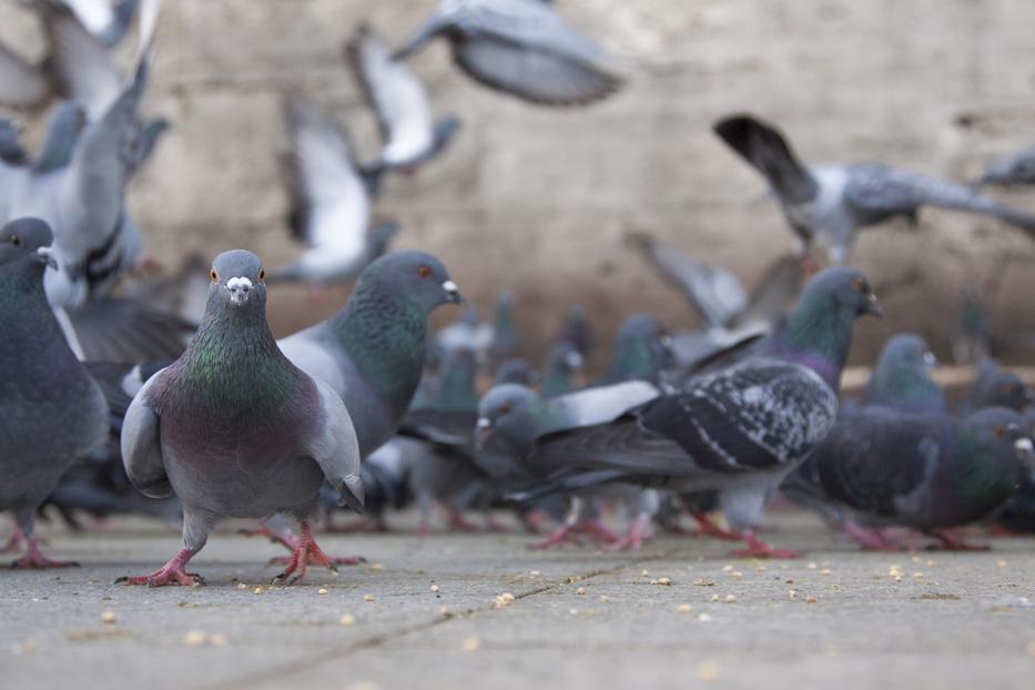 Téged is zavarnak a galambok? Itt a trükk, amivel távol tarthatod őket fotó: Getty Images