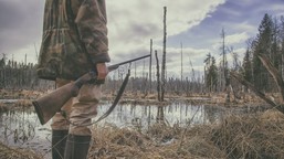 zakaz polowań na 5 gatunków ptaków od 2 stycznia 2026. zmiany w prawie