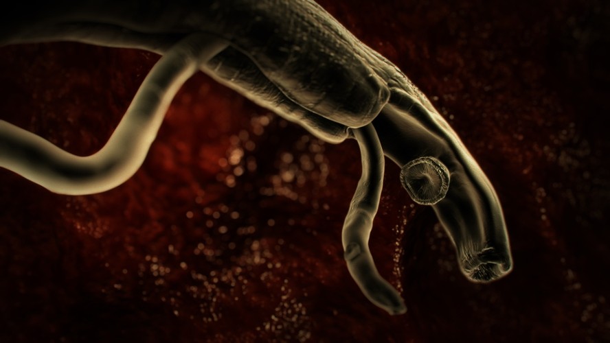 Schistosoma mansoni – ten żyjący w wodzie pasożyt przenika do ludzkiej skóry tworząc w niej mikroskopijne otworki za pomocą substancji chemicznych. Powoduje schistosomatozę – chorobę, na którą cierpi ponad 200 milionów ludzi na całym świecie